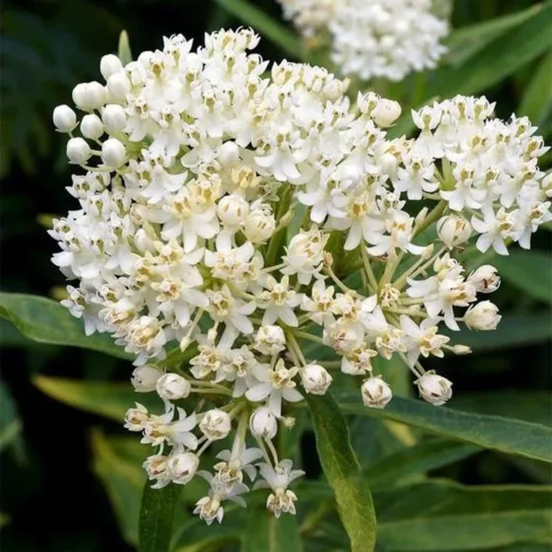 2 White Milkweed Live Plants - Asclepias perennis - Butterfly Garden Perennial - Image 6