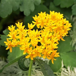 2 Yellow Milkweed Live Plants - 5-9in Tall - Monarch Butterfly Host Plant - Image 2