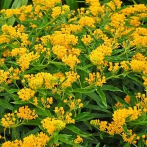 2 Yellow Milkweed Live Plants - 5-9in Tall - Monarch Butterfly Host Plant - Image 3