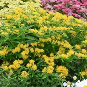 2 Yellow Milkweed Live Plants - 5-9in Tall - Monarch Butterfly Host Plant - Image 4