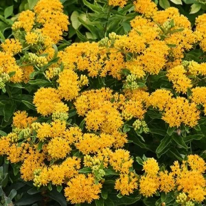2 Yellow Milkweed Live Plants - 5-9in Tall - Monarch Butterfly Host Plant - Image 8