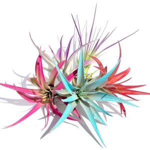 20 Brightly Colored Air Plants Tillandsia Fun Pack - Live Indoor Plants - Image 2