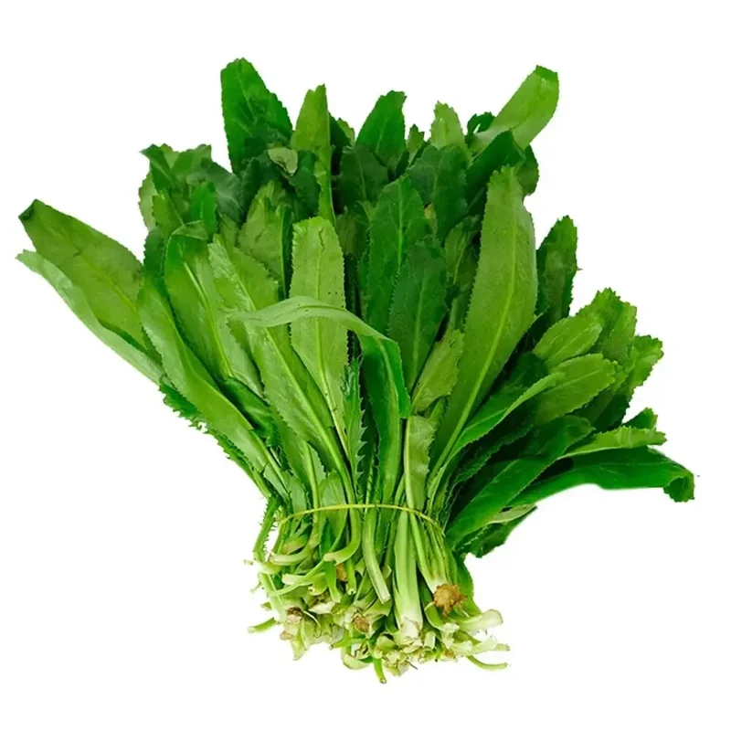 200+ Cilantro Seeds Non-GMO - Coriander, Culantro, Ngò Gai Herb Seeds for Garden & Indoor - Image 1