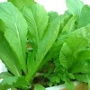 2000 Chinese Mustard Green Seeds - Gai Choy Vegetable Seeds for Planting - Image 1