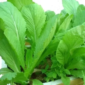 2000 Chinese Mustard Green Seeds - Gai Choy Vegetable Seeds for Planting - Image 1