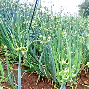 25 Egyptian Walking Onion Sets - Perennial Multiplier Tree Onions - Image 2