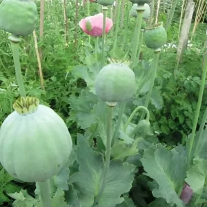 250 Giant Rattle Poppy Seeds - Papaver Somniferum - Huge White Blooms - Image 4