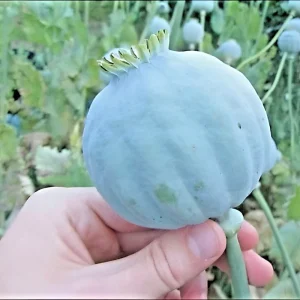 250 Giant Rattle Poppy Seeds - Papaver Somniferum - Huge White Blooms - Image 1