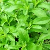 250 Stevia Sweetleaf Herb Plant Seeds - Natural Sugar Alternative - Image 1