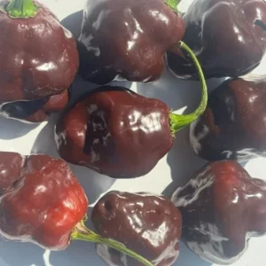 3 Chocolate Habanero Live Plants – Super Hot Pepper – 75+ Days Old – Outdoor - Image 2