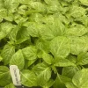 3 Chocolate Habanero Live Plants – Super Hot Pepper – 75+ Days Old – Outdoor - Image 1
