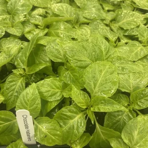 3 Chocolate Habanero Live Plants – Super Hot Pepper – 75+ Days Old – Outdoor - Image 1
