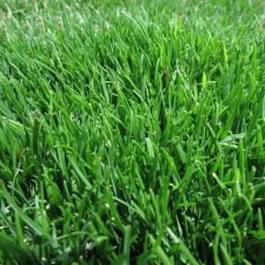 360,000 Emerald Zoysia Grass Seeds – Premium Lawn Turf – Drought & Heat Tolerant - Image 2