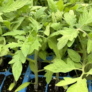 4 Celebrity Tomato Live Plants - 6-10 inches, 60+ Days Old, Indeterminate, Outdoor - Image 1