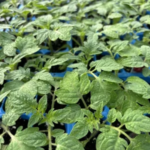 4 Old German Tomato Live Plants 6-10 inches - Heirloom Beefsteak Variety for Garden - Image 1