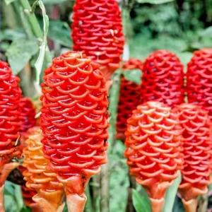 4 Shampoo Ginger Rhizomes - Zingiber Zerumbet Tropical Bare Root Plant - Image 1