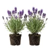 40 Plants Mix Lavender Plants Live English Lavender Flower Plant Lavandula x Intermedia Fragrant Flowers Seedling 4-6"Tall - Image 1