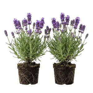 40 Plants Mix Lavender Plants Live English Lavender Flower Plant Lavandula x Intermedia Fragrant Flowers Seedling 4-6"Tall - Image 1