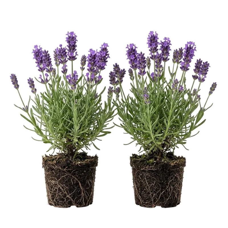 40 Plants Mix Lavender Plants Live English Lavender Flower Plant Lavandula x Intermedia Fragrant Flowers Seedling 4-6"Tall - Image 1