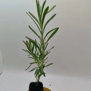 40 Plants Mix Lavender Plants Live English Lavender Flower Plant Lavandula x Intermedia Fragrant Flowers Seedling 4-6"Tall - Image 2