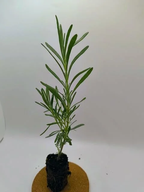 40 Plants Mix Lavender Plants Live English Lavender Flower Plant Lavandula x Intermedia Fragrant Flowers Seedling 4-6"Tall - Image 2