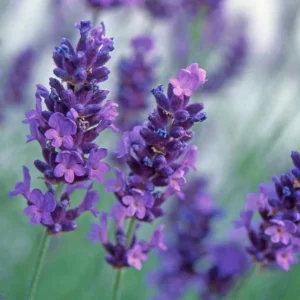 40 Plants Mix Lavender Plants Live English Lavender Flower Plant Lavandula x Intermedia Fragrant Flowers Seedling 4-6