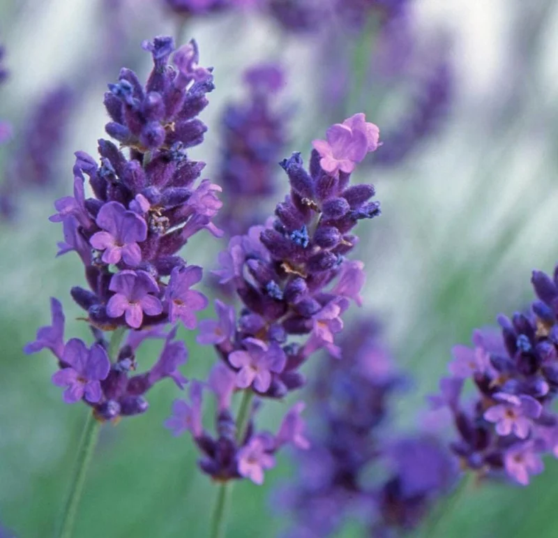 40 Plants Mix Lavender Plants Live English Lavender Flower Plant Lavandula x Intermedia Fragrant Flowers Seedling 4-6"Tall - Image 3