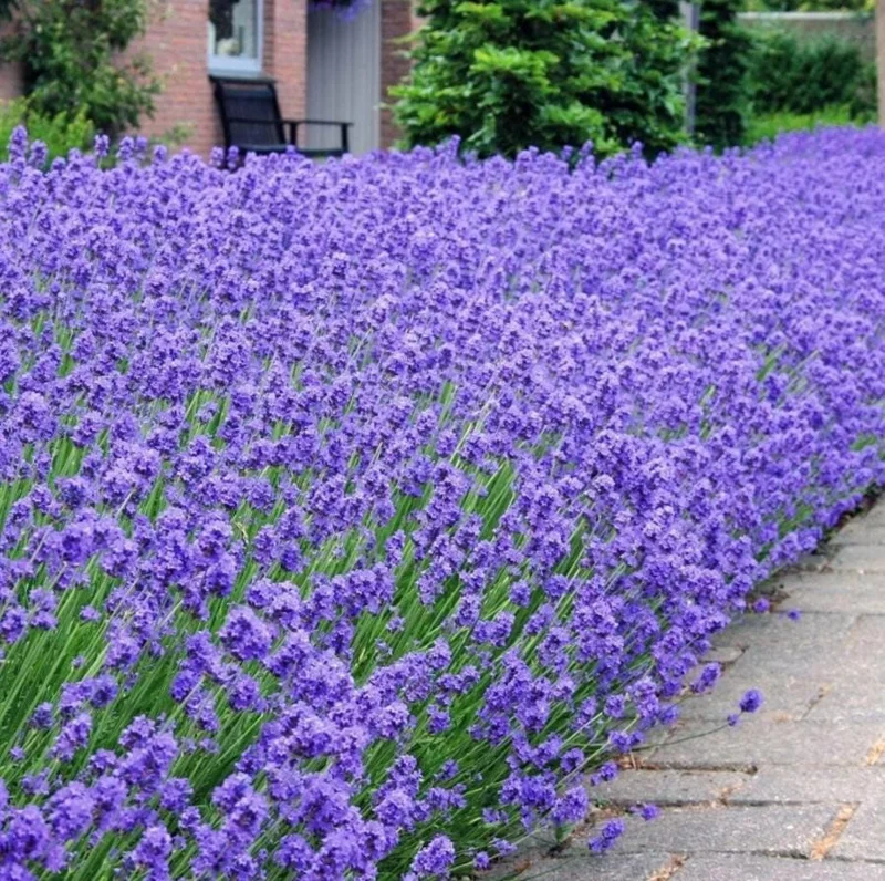 40 Plants Mix Lavender Plants Live English Lavender Flower Plant Lavandula x Intermedia Fragrant Flowers Seedling 4-6"Tall - Image 4