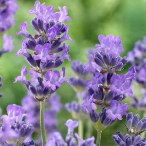 40 Plants Mix Lavender Plants Live English Lavender Flower Plant Lavandula x Intermedia Fragrant Flowers Seedling 4-6
