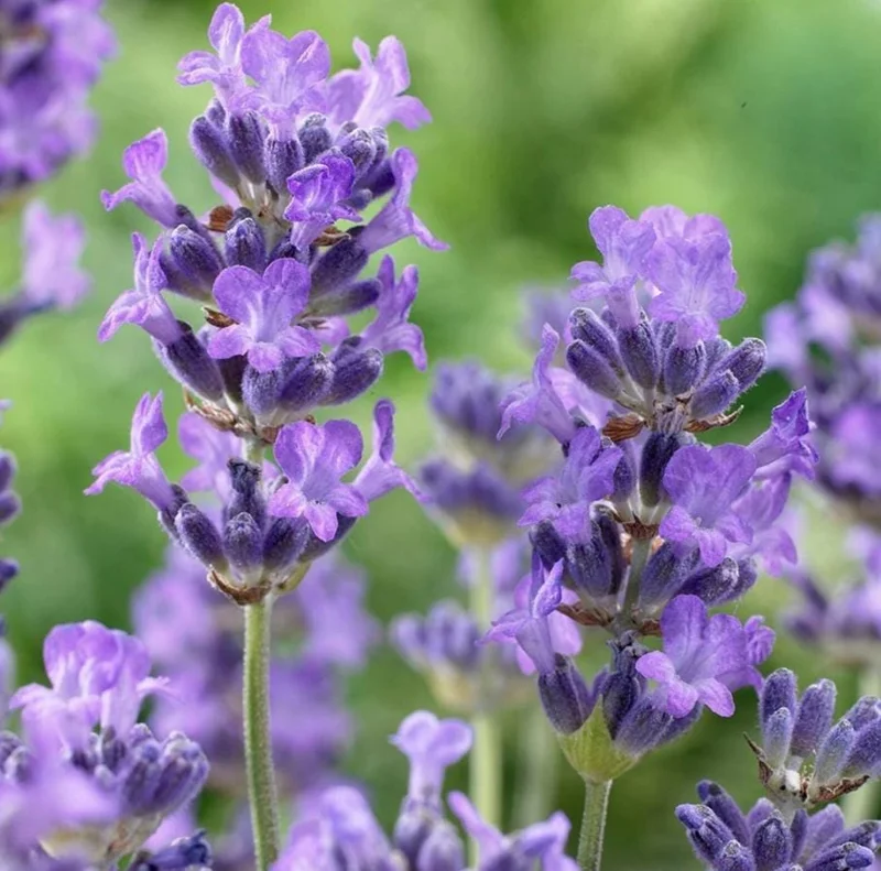 40 Plants Mix Lavender Plants Live English Lavender Flower Plant Lavandula x Intermedia Fragrant Flowers Seedling 4-6"Tall - Image 5