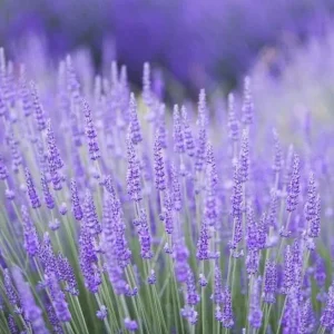 40 Plants Mix Lavender Plants Live English Lavender Flower Plant Lavandula x Intermedia Fragrant Flowers Seedling 4-6