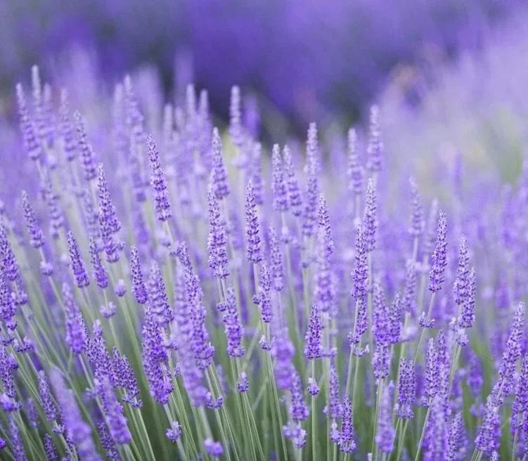40 Plants Mix Lavender Plants Live English Lavender Flower Plant Lavandula x Intermedia Fragrant Flowers Seedling 4-6"Tall - Image 7