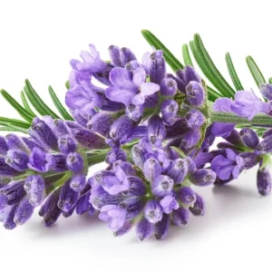 40 Plants Mix Lavender Plants Live English Lavender Flower Plant Lavandula x Intermedia Fragrant Flowers Seedling 4-6