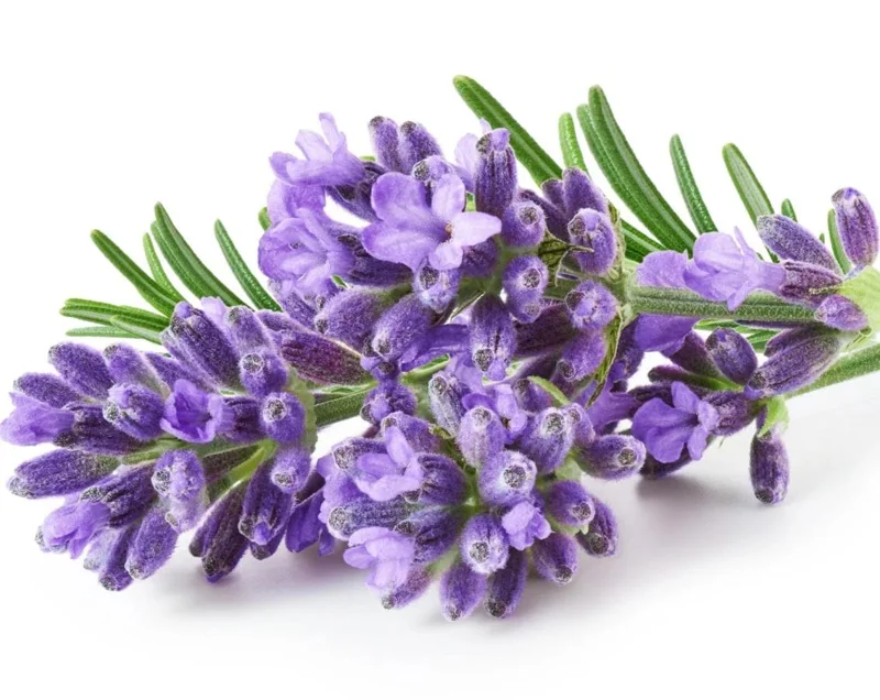 40 Plants Mix Lavender Plants Live English Lavender Flower Plant Lavandula x Intermedia Fragrant Flowers Seedling 4-6"Tall - Image 8