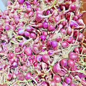 4oz Premium Red Shallot Bulbs for Planting - Gourmet Flavor - Image 2