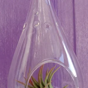 5-inch Clear Glass Tear Drop Orb Air Plant Planter Kit with Live Air Plants - Image 2