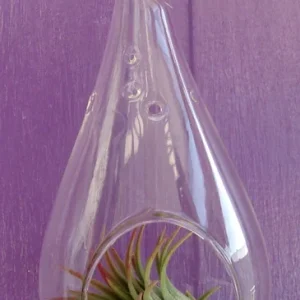 5-inch Clear Glass Tear Drop Orb Air Plant Planter Kit with Live Air Plants - Image 3