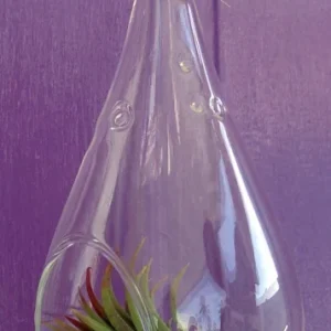 5-inch Clear Glass Tear Drop Orb Air Plant Planter Kit with Live Air Plants - Image 4