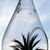 5-inch Clear Glass Tear Drop Orb Air Plant Planter Kit with Live Air Plants - Image 1