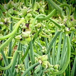 50 Egyptian Walking Onion Top Sets - Perennial Multiplier Onions for Gardens, USDA Zones 2-9 - Image 3