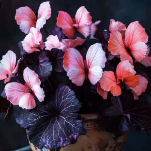 50 Heirloom Pink Butterfly Coleus Seeds - Ornamental Foliage Plant - Image 1