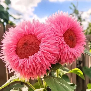 50 Pink Giant Teddy Bear Sunflower Seeds - Fluffy Double Blooms Annual - Image 2