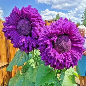 50 Purple Teddy Bear Sunflower Seeds - Giant, Rare Helianthus for Outdoor Garden - Image 2