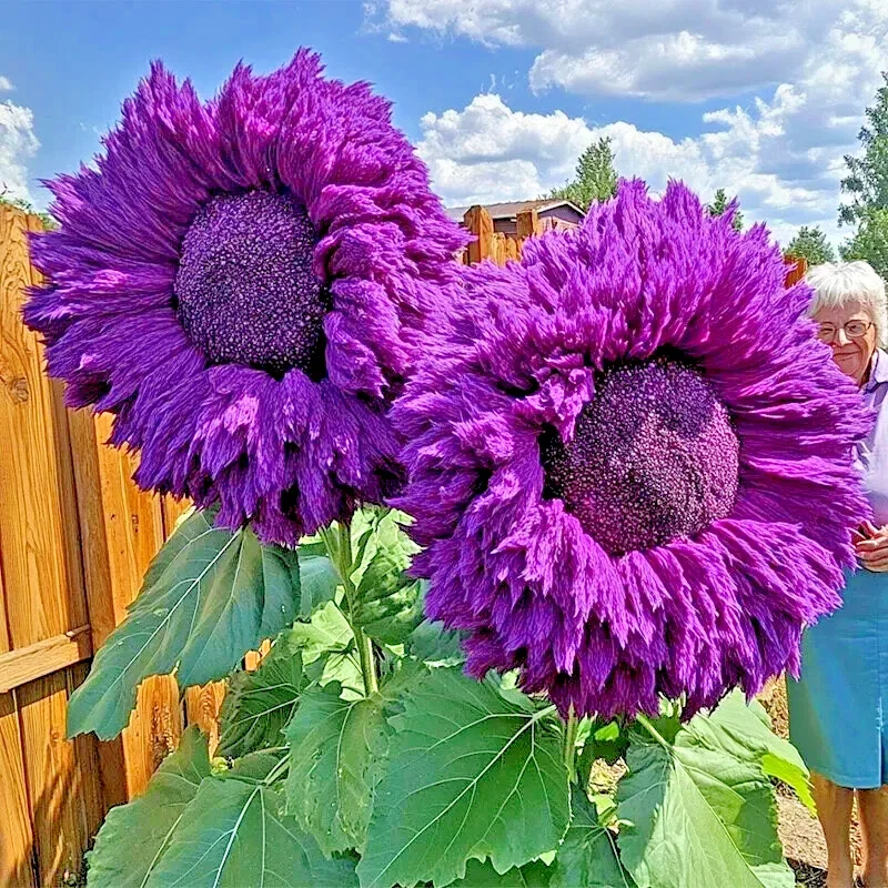 50 Purple Teddy Bear Sunflower Seeds - Giant, Rare Helianthus for Outdoor Garden - Image 2