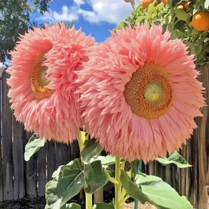 50PCS Pink Teddy Bear Sunflower Seeds - Rare Fluffy Blooms for Garden - Image 2