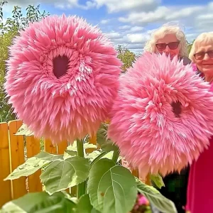 50PCS Pink Teddy Bear Sunflower Seeds - Rare Fluffy Blooms for Garden - Image 1