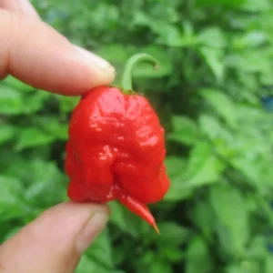 6 Carolina Reaper Live Plant Starts - 75+ Days Old Super Hot Pepper Plants for Fiery Harvest - Image 11