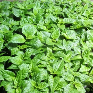 6 Carolina Reaper Live Plant Starts - 75+ Days Old Super Hot Pepper Plants for Fiery Harvest - Image 2