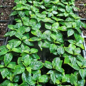 6 Carolina Reaper Live Plant Starts - 75+ Days Old Super Hot Pepper Plants for Fiery Harvest - Image 4