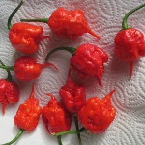 6 Carolina Reaper Live Plant Starts - 75+ Days Old Super Hot Pepper Plants for Fiery Harvest - Image 5